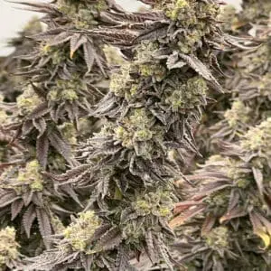 Cereal Milk | Photo Fem | Atlas R&D Line | 5 pack