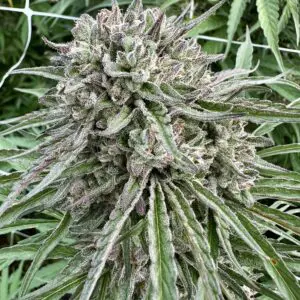 Cereal Milk Auto | Autoflower Fem | Atlas R&D Line | 5 pack