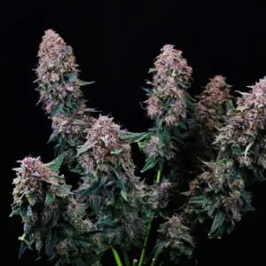 Cherry Kush Auto | Autoflower Fem | Atlas R&D Line | 5 pack