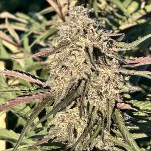 Cherry Pie OG | Photo Fem | Atlas R&D Line | 5 pack