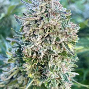 Cookie Crack | Photo Fem | Atlas R&D Line | 5 pack