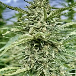 Dream Punch | Photo Fem | Atlas R&D Line | 5 pack