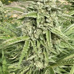 Durban Jack Poison Auto | Autoflower Fem | Atlas R&D Line | 5 pack