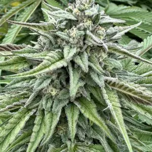 Durban Poison s1 #17 | Photo Fem | Atlas R&D Line | 5 pack