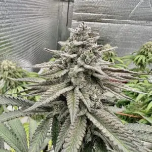 Fat Cake Breath | Photo Fem | Atlas R&D Line | 5 pack