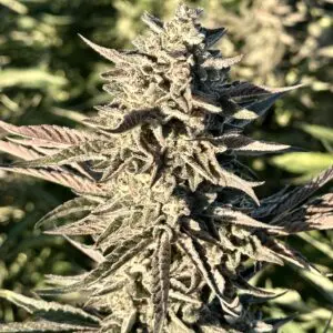 Banana Jelly | Photo Fem | Atlas R&D Line | 5 pack