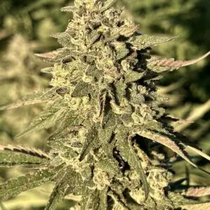 Frosted Banana Punch | Photo Fem | Atlas R&D Line | 5 pack