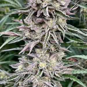 Frosted Gelato | Photo Fem | Atlas R&D Line | 5 pack