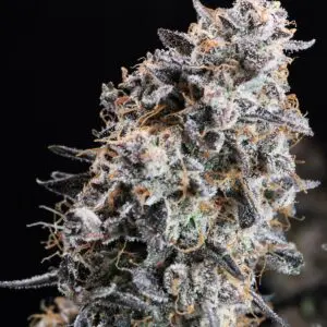 GMO Star Auto | Autoflower Fem | Atlas R&D Line | 5 pack