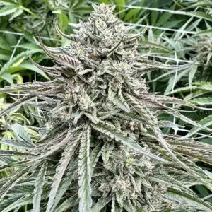 Gelato 41 (Fast Finishing) | Photo Fem | Atlas R&D Line | 5 pack