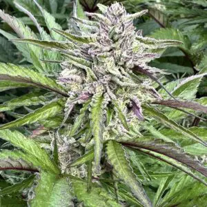 Gelato cookie #18 | Photo Fem | Atlas R&D Line | 5 pack