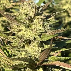 Gelato Mints Jealousy | Photo Fem | Atlas R&D Line | 5 pack