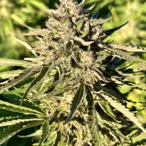 Gelato Punch | Photo Fem | Atlas R&D Line | 5 pack