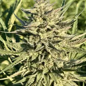 Gelato Rainbow Sherbert | Photo Fem | Atlas R&D Line | 5 pack