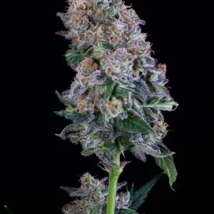 Gelato Scented Marker | Photo Fem | Atlas R&D Line | 5 pack