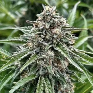 Gelonade | Photo Fem | Atlas R&D Line | 5 pack