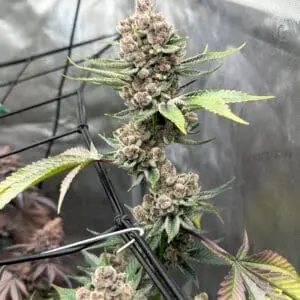 Gelonade Auto | Autoflower Fem | Atlas R&D Line | 5 pack