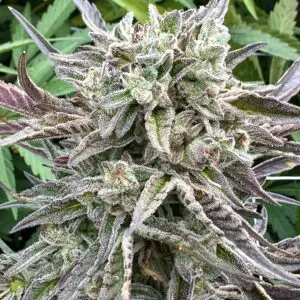 Glitter Bomb (Fast Finishing) | Photo Fem | Atlas R&D Line | 5 pack