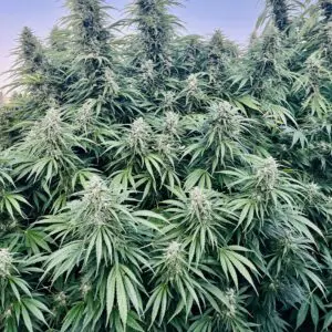 Glue Dream #12 | Photo Fem | Atlas R&D Line | 5 pack