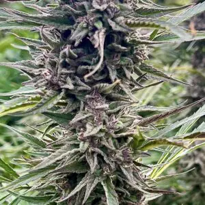 Gorilla Banana | Photo Fem | Atlas R&D Line | 5 pack