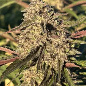 Gorilla Cake | Photo Fem | Atlas R&D Line | 5 pack