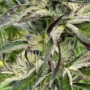 Gorilla Candy | Photo Fem | Atlas R&D Line | 5 pack