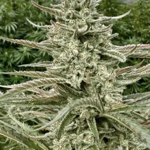Gorilla Cookie | Photo Fem | Atlas R&D Line | 5 pack