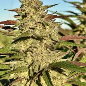 Gorilla Gelato | Photo Fem | Atlas R&D Line | 5 pack