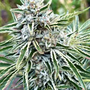 Gorilla Glitter | Photo Fem | Atlas R&D Line | 5 pack