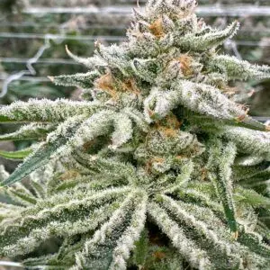 Gorilla Glue s1 | Photo Fem | Atlas R&D Line | 5 pack