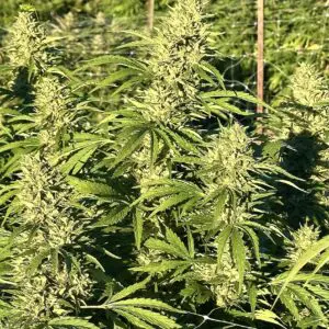 Gorilla Lemon Glue | Photo Fem | Atlas R&D Line | 5 pack