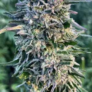 Gorilla Mac | Photo Fem | Atlas R&D Line | 5 pack