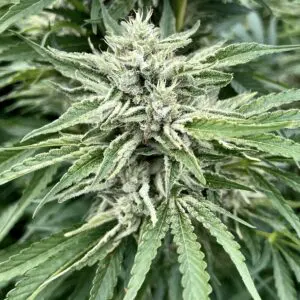 Gorilla Runtz | Photo Fem | Atlas R&D Line | 5 pack