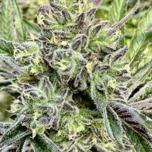 Gorilla Sherbert | Photo Fem | Atlas R&D Line | 5 pack