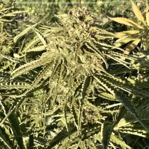 Gorilla Strawberry Diesel | Photo Fem | Atlas R&D Line | 5 pack