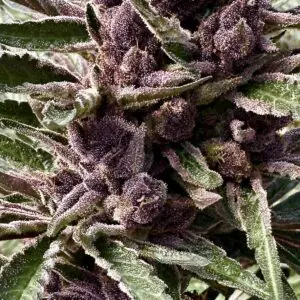 Grand Daddy Purple Auto | Autoflower Fem | Atlas R&D Line | 5 pack