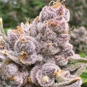 Grand Daddy Purple | Photo Fem | Atlas R&D Line | 5 pack