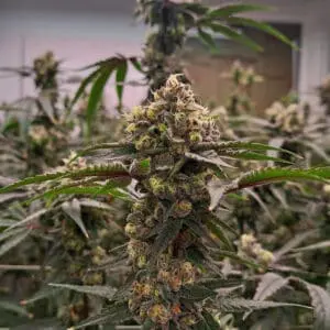 Grape Punch | Photo Fem | Atlas R&D Line | 5 pack