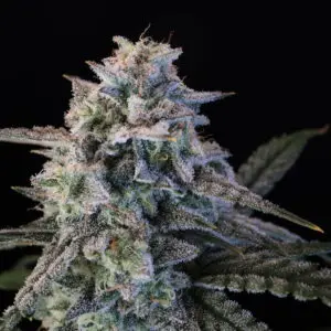 Green Crack Auto | Autoflower Fem | Atlas R&D Line | 5 pack