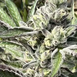 Gruntz Auto | Autoflower Fem | Atlas R&D Line | 5 pack