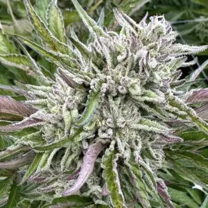 Guava Cookie | Photo Fem | Atlas R&D Line | 5 pack