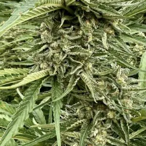 Guava Dream | Photo Fem | Atlas R&D Line | 5 pack