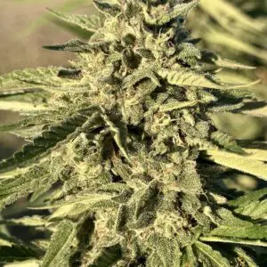 Gushers | Photo Fem | Atlas R&D Line | 5 pack