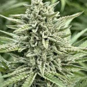 Gushers Auto | Autoflower Fem | Atlas R&D Line | 5 pack