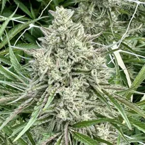 Ice Cream Cake (Fast Finishing) | Photo Fem | Atlas R&D Line | 5 pack