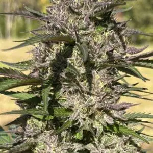 Ice Cream Gelato | Photo Fem | Atlas R&D Line | 5 pack