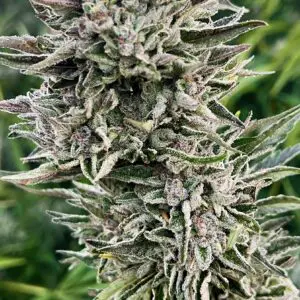 Ice Cream Sherbert | Photo Fem | Atlas R&D Line | 5 pack