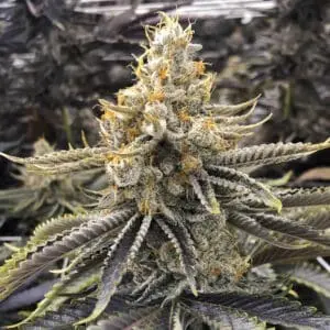 Ice Cream Truffle | Photo Fem | Atlas R&D Line | 5 pack