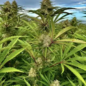 Jack Punch | Photo Fem | Atlas R&D Line | 5 pack