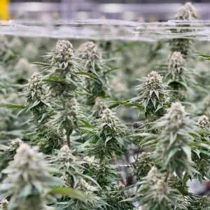 Kush Mints | Photo Fem | Atlas R&D Line | 5 pack